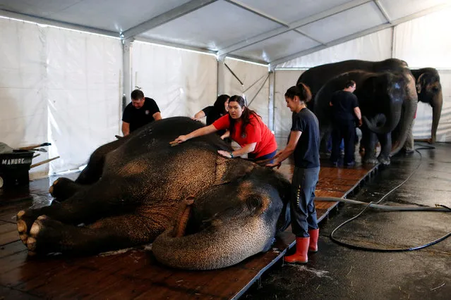 Elephant handlers clean and wash an elephant in preparation for their activities and performances for the day at Ringling Bros and Barnum & Bailey Circus' “Circus Extreme” show at the Mohegan Sun Arena at Casey Plaza in Wilkes-Barre, Pennsylvania, U.S., April 30, 2016. (Photo by Andrew Kelly/Reuters)