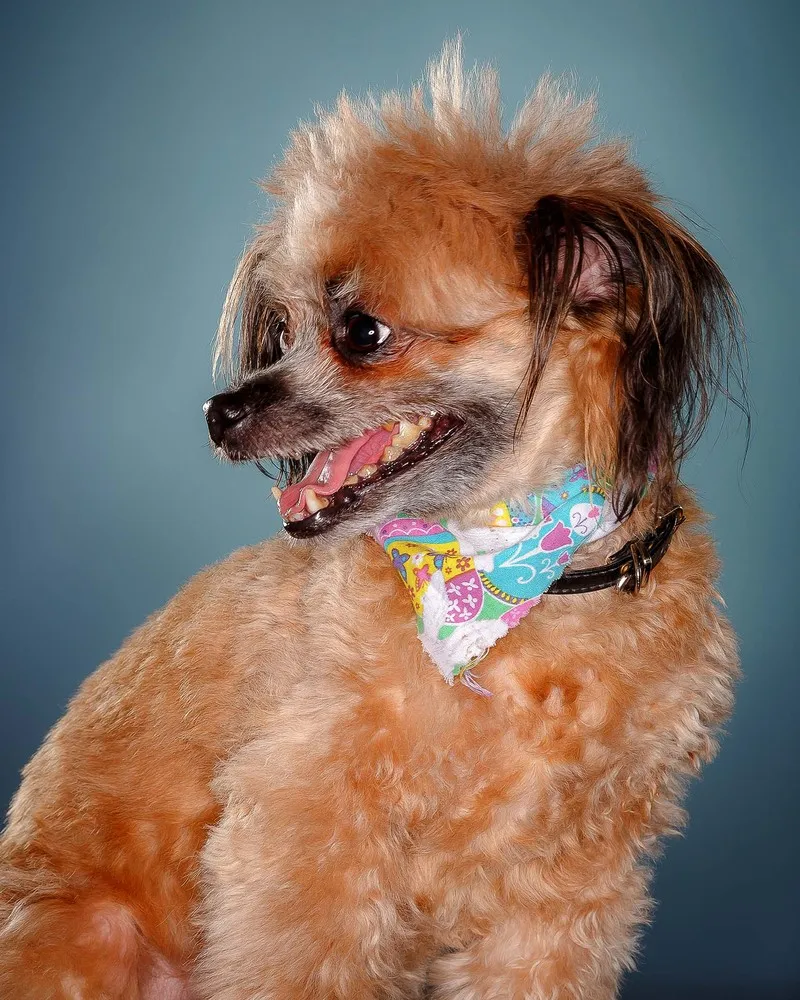 2014 Pooch Prom in Palm Beach