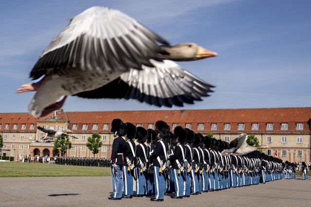 A goose flies by as Denmark's King Frederik X presents the King's Watch during the Anniversary Parade at the Royal Life Guards at the Life Guard Barracks in Copenhagen, Thursday, June 27, 2024. (Photo by Ida Marie Odgaard/Ritzau Scanpix via AP Photo)