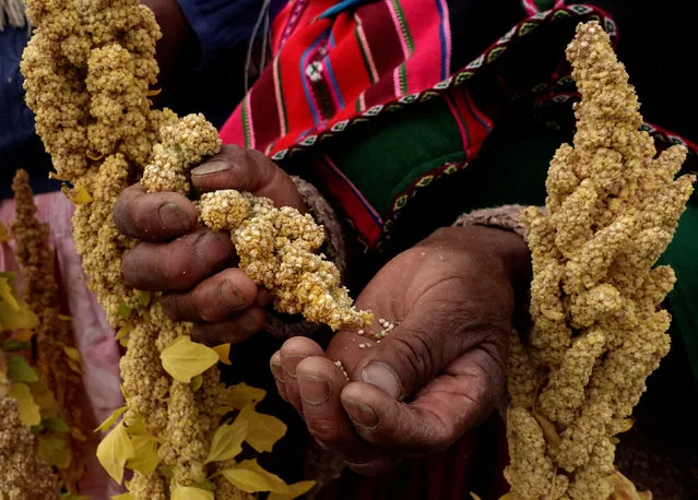 An Aymara woman handles quinoa plants during a promotion of sweet quinoa at the Canaviri district in La Paz, Bolivia, April 22, 2017. (Photo by David Mercado/Reuters)