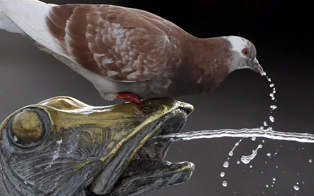 A pigeon drinks water from a fountain in Cannes May 13, 2014. (Photo by Eric Gaillard/Reuters)