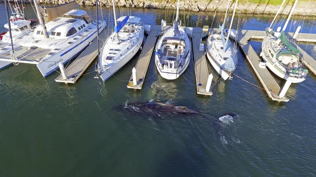 In this Saturday, May 20, 2017 photo provided by the Ventura Port District, a 40-foot long humpback whale swims around small boats in Ventura Harbor on the coast of Southern California. The humpback whale that made a big splash with boaters after wandering into the Southern California harbor was on the move again Sunday after finding its way back to the open ocean. (Photo by Ventura Port District via AP Photo)