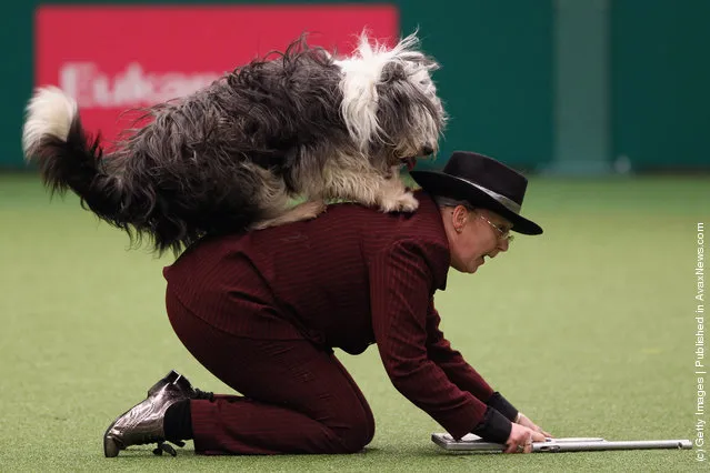 A dog and its owner perform a routine in the main arena on Day three of Crufts at the Birmingham NEC Arena