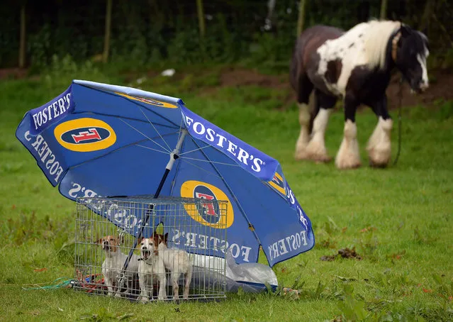 Caged dogs are seen during the Appleby Horse Fair on June 5, 2014 in Appleby, England. The Appleby Horse Fair has existed under the protection of a charter granted by James II since 1685 and is one of the key gathering points for the Romany, gypsy and traveling community. The fair is attended by about 5,000 travellers who come to buy and sell horses. The animals are washed and groomed before being ridden at high speed along the “mad mile” for the viewing of potential buyers. (Photo by Nigel Roddis/Getty Images)