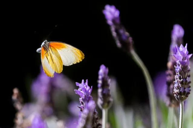 A Butterfly lands on Lavender flowers in Cape Town, South Africa, 19 August 2019. Lavender attracts butterflies as its flowers with their wonderful perfume and color are attractive to many beneficial insects and provide necessary nutrients for wildlife. (Photo by Nic Bothma/EPA/EFE)