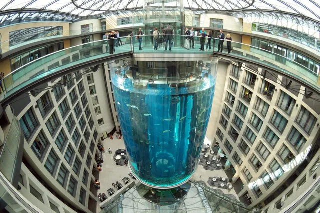 A view of the AquaDom, the largest freestanding cylindrical aquarium in the world located in Berlin, Germany, 29 July 2015. The acrylic glass container in the Sea Life centre allows vistors to travel through the 22 metre high tank which has a thickness of up to 22 cm. More than 1500 fish live in a million litres of water. (Photo by Joerg Carstensen/EPA)