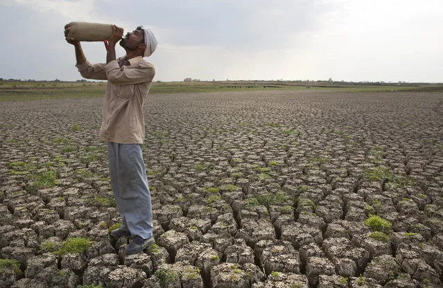 In this May 10, 2016, file photo, a Shepard drinks water on the dry bed of Manjara Dam, which supplies water to Latur and nearby villages in Marathwada region, in the Indian state of Maharashtra. The seasonal monsoon, which hits the region between June and September, delivers more than 70 percent of India's annual rainfall. Its arrival is eagerly awaited by hundreds of millions of subsistence farmers across the country, and delays can ruin crops or exacerbate drought.In an effort to better understand and predict South Asia's seasonal monsoon, British scientists are getting ready to release robots into the Bay of Bengal in a study of how ocean conditions might affect rainfall patterns. (Photo by Manish Swarup/AP Photo)