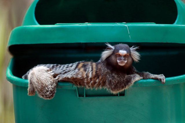 A marmoset tries to stay cool as he relaxes in the shade of a garbage can lid at Forte Duque de Caxias on a hot spring day in Rio de Janeiro on September 25, 2024. The small primates are native to South America and along with tamarins, are commonly found throughout the Atlantic Forest Environmental Protection Area. (Photo by Bob Karp/ZUMA Press Wire/Rex Features/Shutterstock)