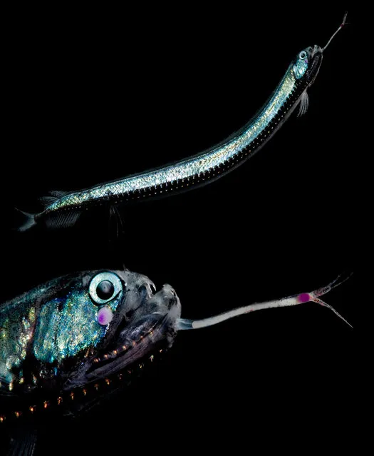 Günther’s boafish, a kind of dragonfish with a network of photophores along the length of its body, caught in the Gulf of Mexico. (Photo by Danté Fenolio/The Guardian/Johns Hopkins University Press)