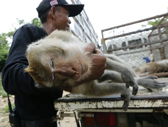 A Thai National Park official moves a monkey after it has been given anesthetic, before being moved for sterilization in a bid to control the birth rate of the monkey population in Hua Hin city, Prachuap Khiri Khan Province, Thailand, 15 July 2017. (Photo by Narong Sangnak/EPA/EFE)