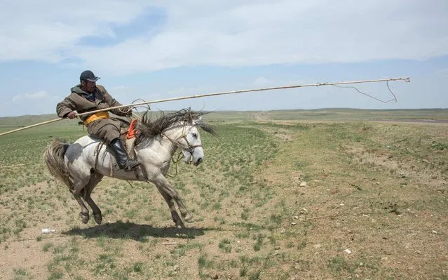 This picture taken on June 28, 2016 shows Pagvajaviin Shatarbaatar on horseback as he prepares to catch one of his horses in the Gobi desert near Luusiin. (Photo by Johannes Eisele/AFP Photo)