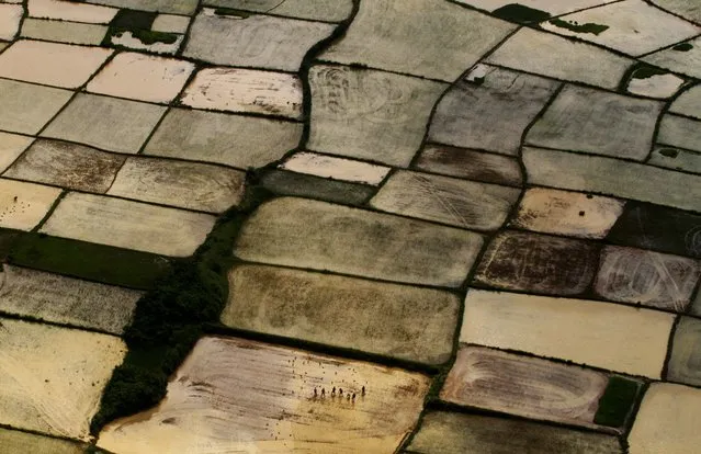 This aerial view shows Indian farmers replanting paddy saplings at a rice field after monsoon rains on the outskirts of Bhubaneswar, India, Wednesday, Aug. 6, 2014. The annual monsoon season, which runs from June through September, is vital for the largely agrarian economies of South Asia. (Photo by Biswaranjan Rout/AP Photo)