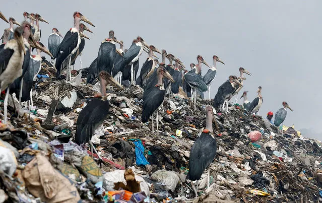 Marabou storks stand on a pile of recyclable plastic materials at the Dandora dumping site on the outskirts of Nairobi, Kenya August 25, 2017. (Photo by Thomas Mukoya/Reuters)