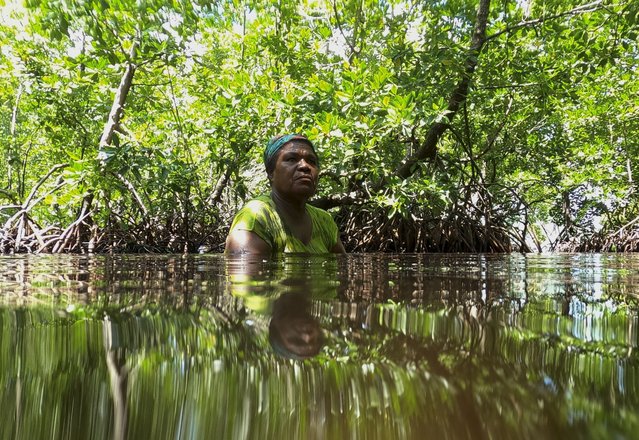 Debora Sanyi stands chest deep in water as she collects clams in a mangrove forest where only women are permitted to enter in Jayapura, Papua province, Indonesia on Wednesday, October 2, 2024. (Photo by Firdia Lisnawati/AP Photo)