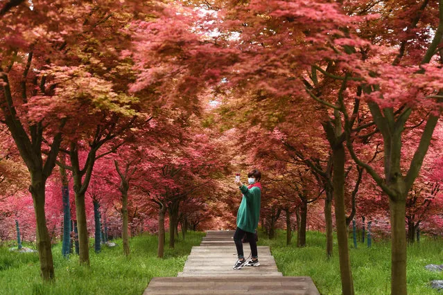 A woman wearing a face mask takes selfie under red maples at Wuzhou garden on April 1, 2020 in Chongqing, China. (Photo by Chen Chao/China News Service via Getty Images)