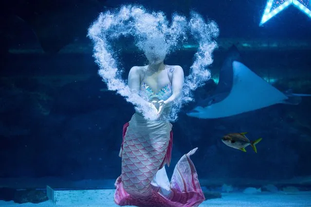 A South Korean diver wearing a little mermaid costume performs in a tank ahead of the “Chuseok” national holiday, at the Coex Aquarium in Seoul, South Korea, 26 August 2022. Chuseok is the autumn harvest celebration of the Lunar Calendar and is one of Korea's biggest traditional holiday, which falls on 10 Setpember this year. (Photo by Jeon Heon-Kyun/EPA/EFE)