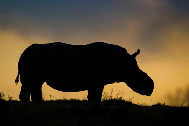 Thandi, the female white rhino who lost her horn to poachers, has become a symbol of survival in the fight against rhino poaching. (Photo by Neil Aldridge/Photographers Against Wildlife Crime/Wildscreen/The Guardian)