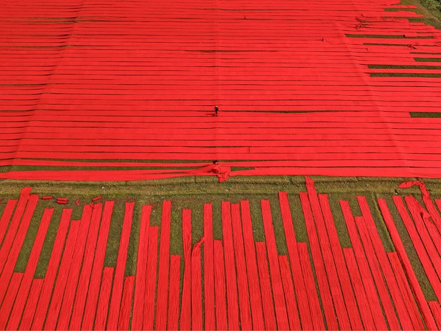 Labourers in Narsingdi, in Bangladesh, are paid £5 a day for laying out miles of red cotton cloth, called salu, to dry in the last decade of November 2024. (Photo by Ariful Amin/Solent News)