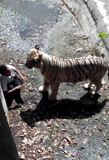 In this handout photograph received from the Delhi Police at the scene of the incident, an Indian schoolboy is confronted by a white tiger inside its enclosure at the Delhi Zoo in New Delhi on September 23, 2014. A white tiger on September 23 attacked and killed a schoolboy who appeared to have jumped or fallen into its enclosure at the zoo in the Indian capital, witnesses said. (Photo by AFP Photo/Delhi Police)