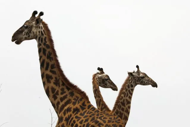 Giraffes stand together in the Nairobi National Park, Kenya on September 15, 2022. (Photo by Baz Ratner/Reuters)