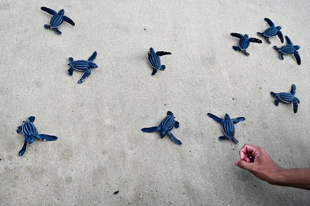 A man releases leatherback sea turtle hatchlings into the sea at Lhoknga beach, Indonesia's Aceh province on February 25, 2025. (Photo by Chaideer Mahyuddin/AFP Photo)