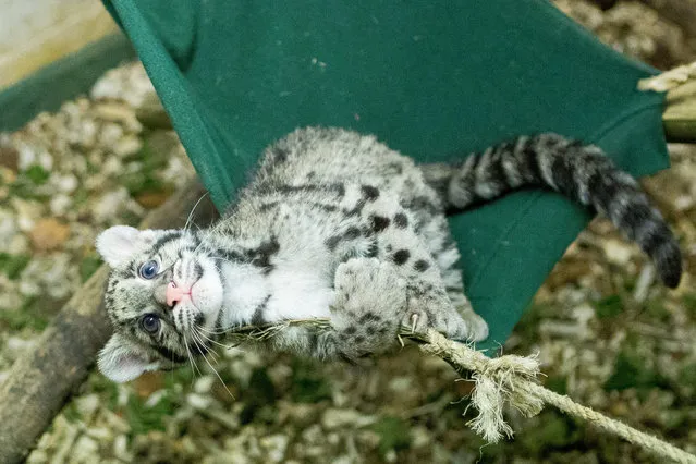 Nimbus, the 2 month old clouded leopard cub, who was hand reared at the home of curator Jamie Craig. Photographed sitting in her hammock at Cotswold Wildlife Park, Burford, Oxfordshire, UK on September 2014. (Photo by SWNS/ABACAPress)