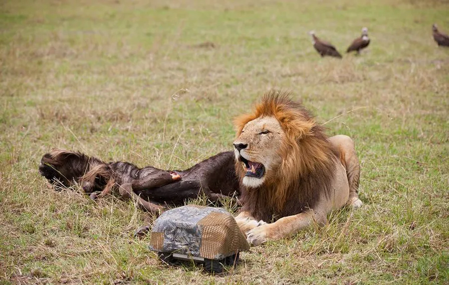 The Adventures of BeetleCam