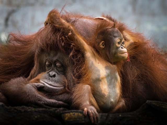 Motherhood can be tiring, whatever the species. This pair of orangutans was seen at Ragunan zoo in Jakarta, Indonesia. Orangutans give birth around 15 years old, with the baby weighing between three and four pounds. Orangutans live to be around 30 years old can weigh up to 165 pounds. (Photo by Endra Agustianto/Media Drum Images)