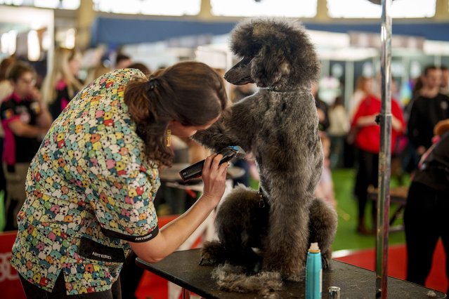 A dog takes part in a grooming competition at the Pet Expo 2025, a pet show in Bucharest, Romania, Saturday, March 22, 2025. (Photo by Vadim Ghirda/AP Photo)