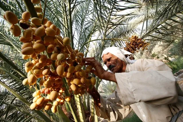 A farmer collects dates from a palm tree at a date palm orchard during harvest in Abul Khassib, a town near the southern Iraqi city of Basra, September 5, 2016. (Photo by Essam Al-Sudani/Reuters)