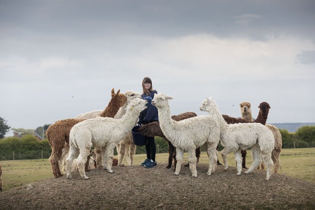 Rosie Payne, 12, feeds the alpacas and llamas at West Wight farm in Yarmouth, UK on April 20, 2025. (Photo by Vicki Couchman for the Times)