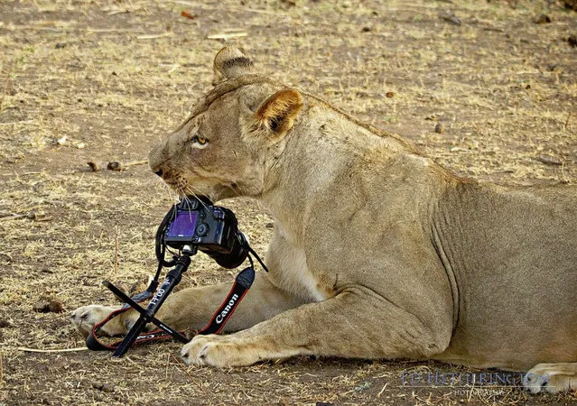 Lion Steals Photographer's Camera 