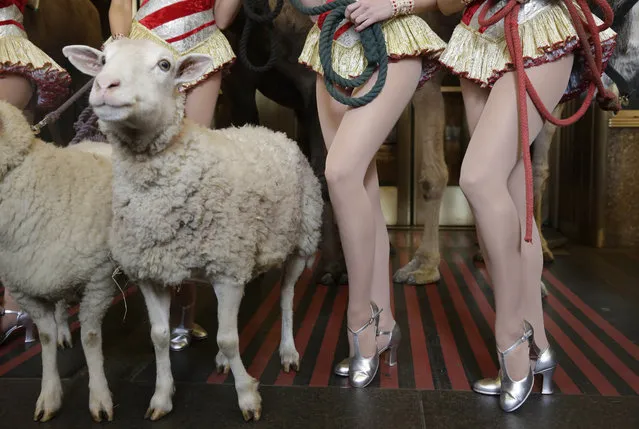 The legs of camel and sheep for the “Living Nativity” scene, and Rockettes, of the “Radio City Christmas Special”, are juxtaposed as they pose for photos outside New York's Radio City Music Hall, Tuesday, October 28, 2014. The show is scheduled to open Friday, November 7, 2014 and continue through Wednesday, December 31, 2014. The “Living Nativity” has been part of the Christmas Spectacular since its inception in 1933. (Photo by Richard Drew/AP Photo)