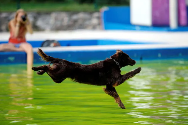 A dog jumps into the pool during the Flying Dogs competition in Kamnik, Slovenia, September 10, 2016. (Photo by Srdjan Zivulovic/Reuters)