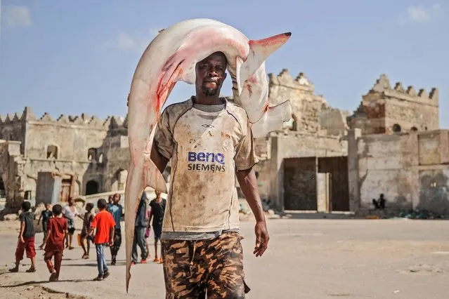 A Somali fisherman carries a hammerhead shark on his head to the Hamarweyne fish market near the port in Mogadishu, Somalia, on January 5, 2018. (Photo by Mohamed Abdiwahab/AFP Photo)