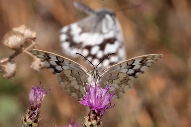 A butterfly is seen on a flower on Mount Hymettus in Athens, Greece, June 20, 2019. (Photo by Alkis Konstantinidis/Reuters)