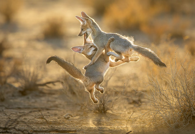 Cape fox cubs play fight in the last decade of May 2025 in the Kalahari Desert, South Africa, their silver and yellow fur camouflaging them in the desert. (Photo by John Mullineux/Solent News & Photo Agency)
