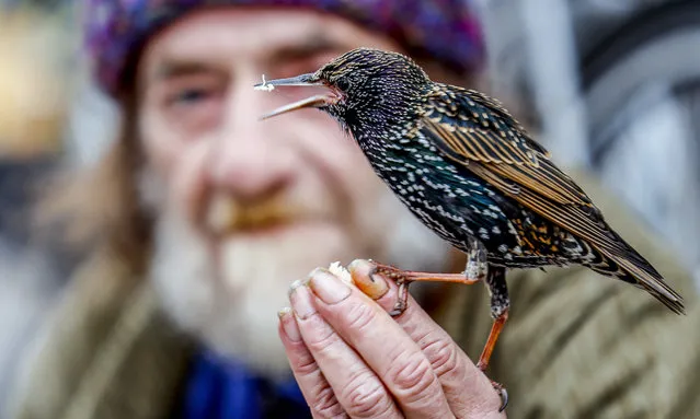 A old man feeds a starling at Alexanderplatz square in Berlin, Germany, 26 December 2022. More and more starlings can be spotted in the city during winter time. This trend has been observed for about ten to 20 years in various bird species that otherwise travel medium distances to reach their wintering grounds in Spain or North Africa, for example. Climate change and the associated milder winters with a more favorable food situation in this country are considered to be the most important causes for the wintering of birds in Berlin as well, according to the German Nature Conservation Union NABU. (Photo by Hannibal Hanschke/EPA/EFE/Rex Features/Shutterstock)