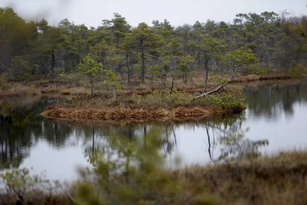 Tour of the Great Kemeri Bog in Latvia