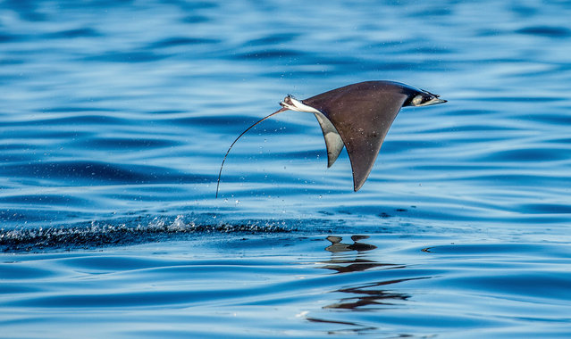Mobula ray jumping out of the water. Mobula munkiana, known as the manta de monk, Munk's devil ray, pygmy devil ray, smoothtail mobula. Blue ocean backgroun. (Photo by USO/iStock via Getty Images)