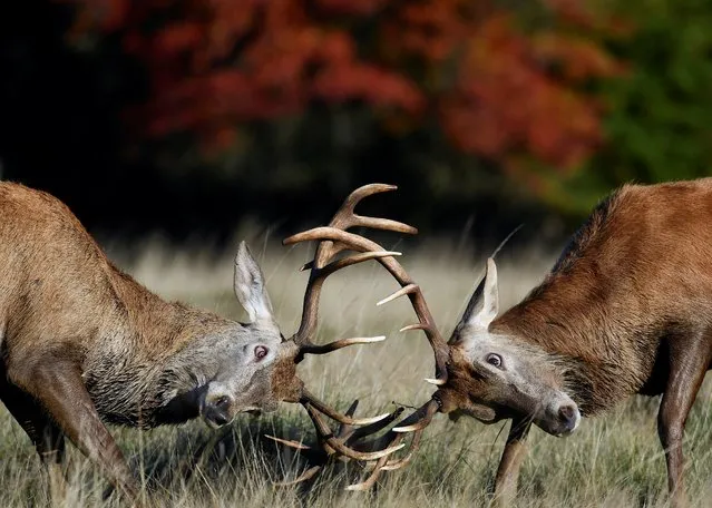 Male deer clash antlers during the annual rutting or breeding season, Richmond Park, London, Britain, October 11, 2020. (Photo by Toby Melville/Reuters)