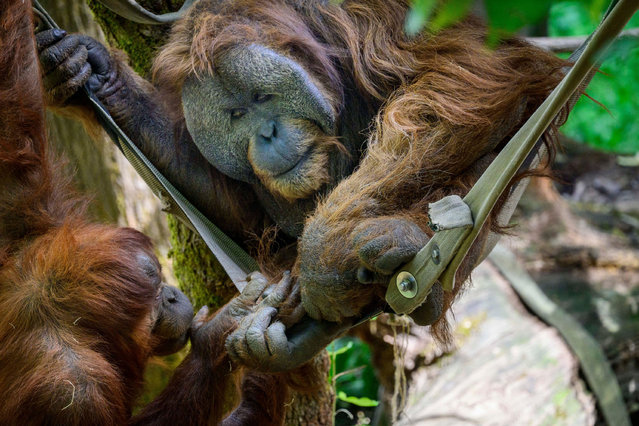 Orangutans play at the Woodland Park zoo in Seattle, US in the second decade of August 2025. (Photo by ZUMA Press Wire/Alamy Live News)