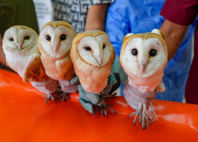 Four orphan barn owl chicks were found weak from hunger and thirst after their mother's death, are under treatment at the Dicle Wildlife Rescue and Rehabilitation Center before being released back into their natural habitat on September 23, 2025, in Diyarbakir, Turkiye. (Photo by Bestami Bodruk/Anadolu via Getty Images)