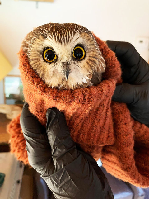  This handout photo courtesy Ravensbeard Wildlife Center (Ravensbeard.org) shows a tiny Northern saw-whet owl, now named “Rockefeller”, who was found in the Christmas tree transported from Oneonta to Rockefeller Center in New York, 170 miles away on November 18, 2020. (Photo by Ravensbeard Wildlife Center/AFP Photo)