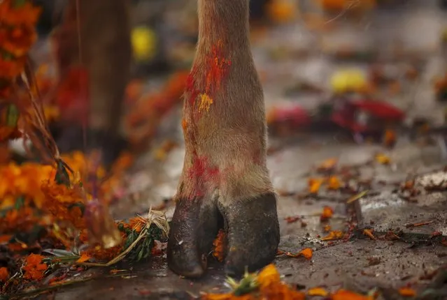 A cow hoof, smeared with vermilion powder, is pictured during a religious ceremony in Kathmandu, Nepal November 11, 2015. (Photo by Navesh Chitrakar/Reuters)