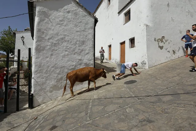 A heifer, tied with a rope, chases a reveller during “Toro de Cuerda” which travels through the village streets in the white village of Villaluenga del Rosario, southern Spain September 3, 2016. (Photo by Marcelo del Pozo/Reuters)