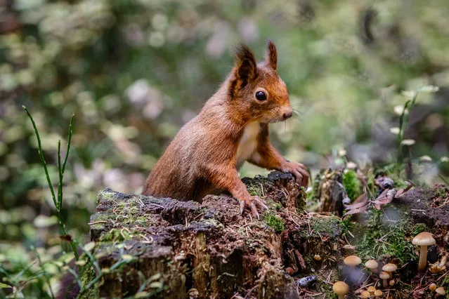 A red squirrel sitting on a tree trunk covered with autumn mushrooms in Hinterzarten, Germany. Photo by Dennis Wegewijs/Alamy Stock Photo)