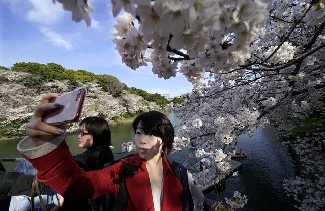A woman takes a picture of the cherry blossom at Chidorigafuchi in Tokyo, Monday, March 26, 2018. Japan's famous cherry blossoms have reached full bloom in Tokyo as spring-like weather descends on the nation's capital. (Photo by Shizuo Kambayashi/AP Photo)