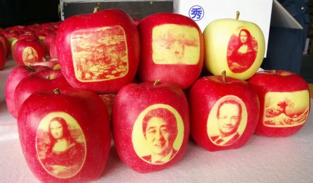 Apples featuring images of Leonardo da Vinci’s Mona Lisa, Prime Minister Shinzo Abe and French President Francois Hollande were packed in Aomori Prefecture, Japan on Thursday, October 27, 2016 to be shipped as a gift to the French leader and others. (Photo by Kyodo News)