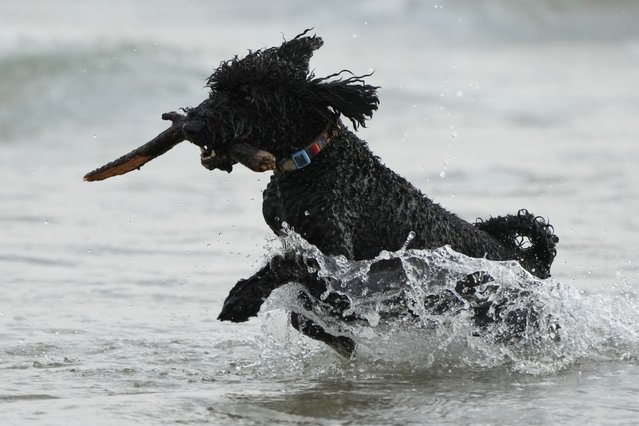 A dog cools off in the surf at Birubi Point at Port Stephens, north of Sydney as temperatures soared close to 40 degrees Celsius (104 degree Fahrenheit) in some of the hottest temperatures record for October in the Sydney region, Wednesday, October 22, 2025. (Photo by Mark Baker/AP Photo)